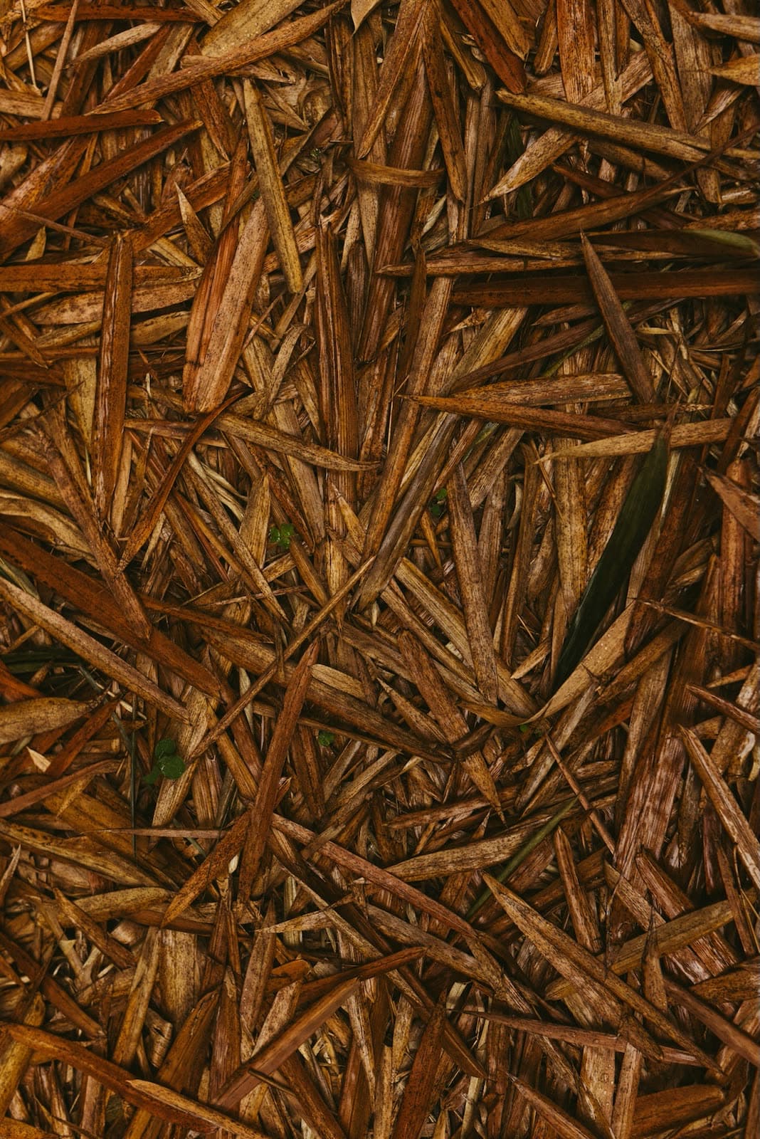 Biomass, Pellet & Bioenergy