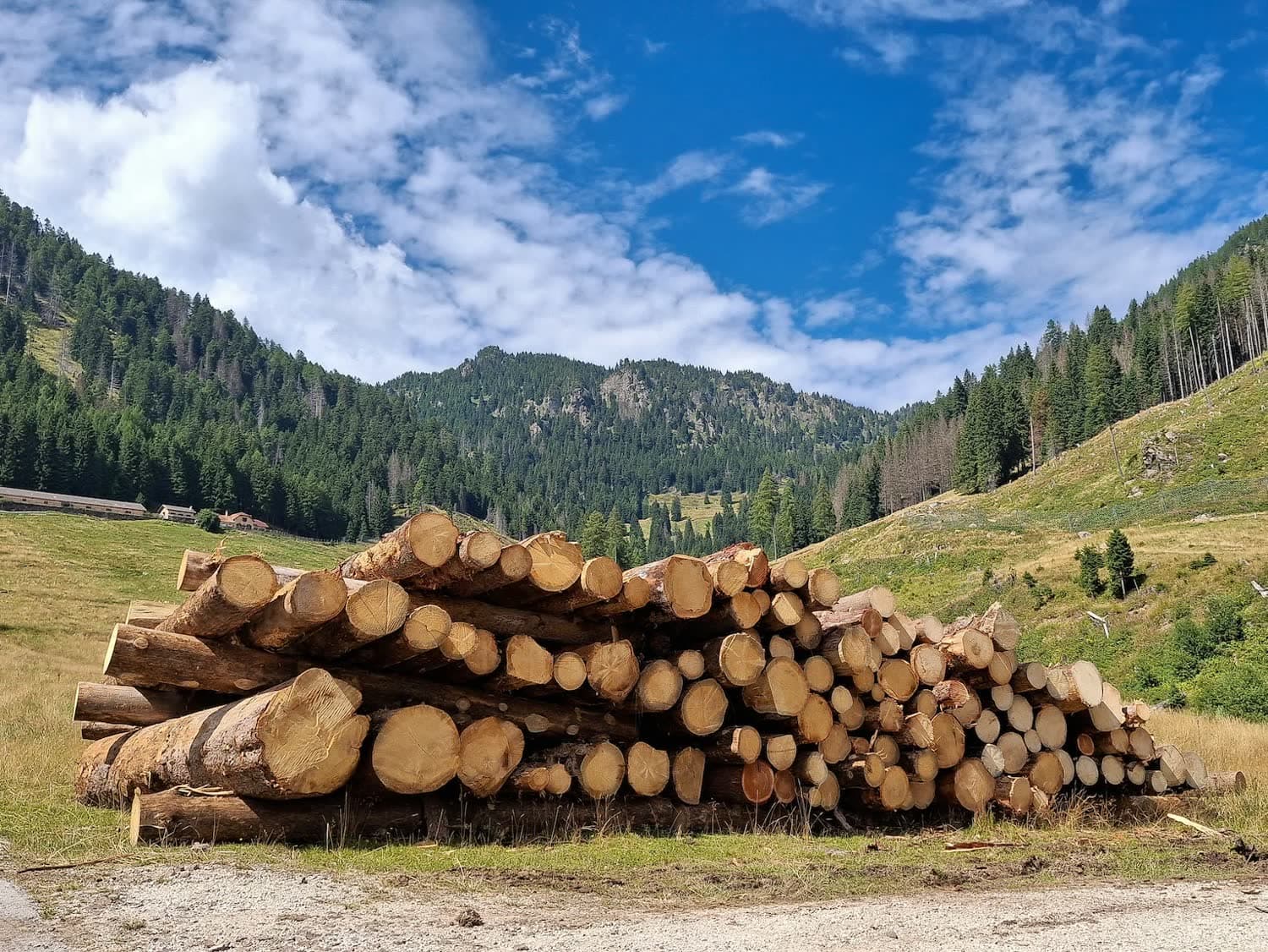 Sawmills & Planer Mills